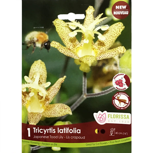 Tricyrits - Latifolia, 1 Pack
