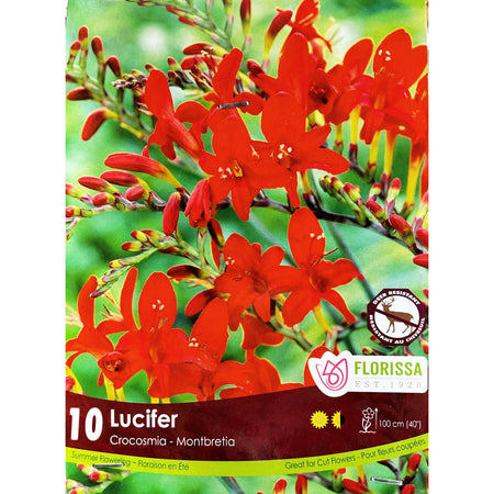 Crocosmia - Lucifer, 10 Pack