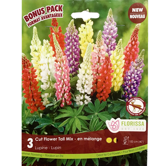 Lupin - Tall Mix, 3 Pack