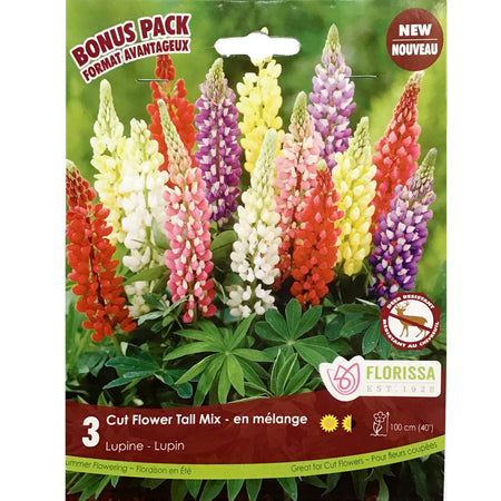 Lupin - Tall Mix, 3 Pack