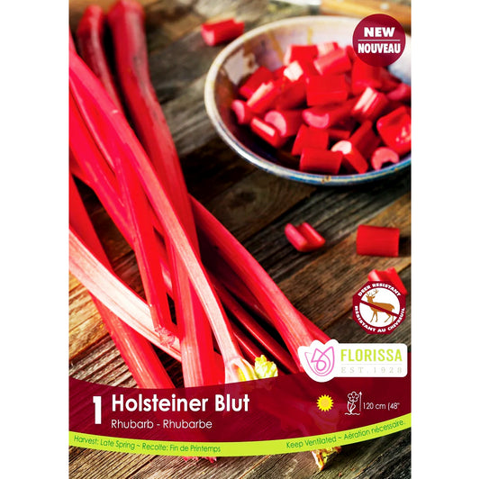 Rhubarb - Holstenier Blut, 1 Pack