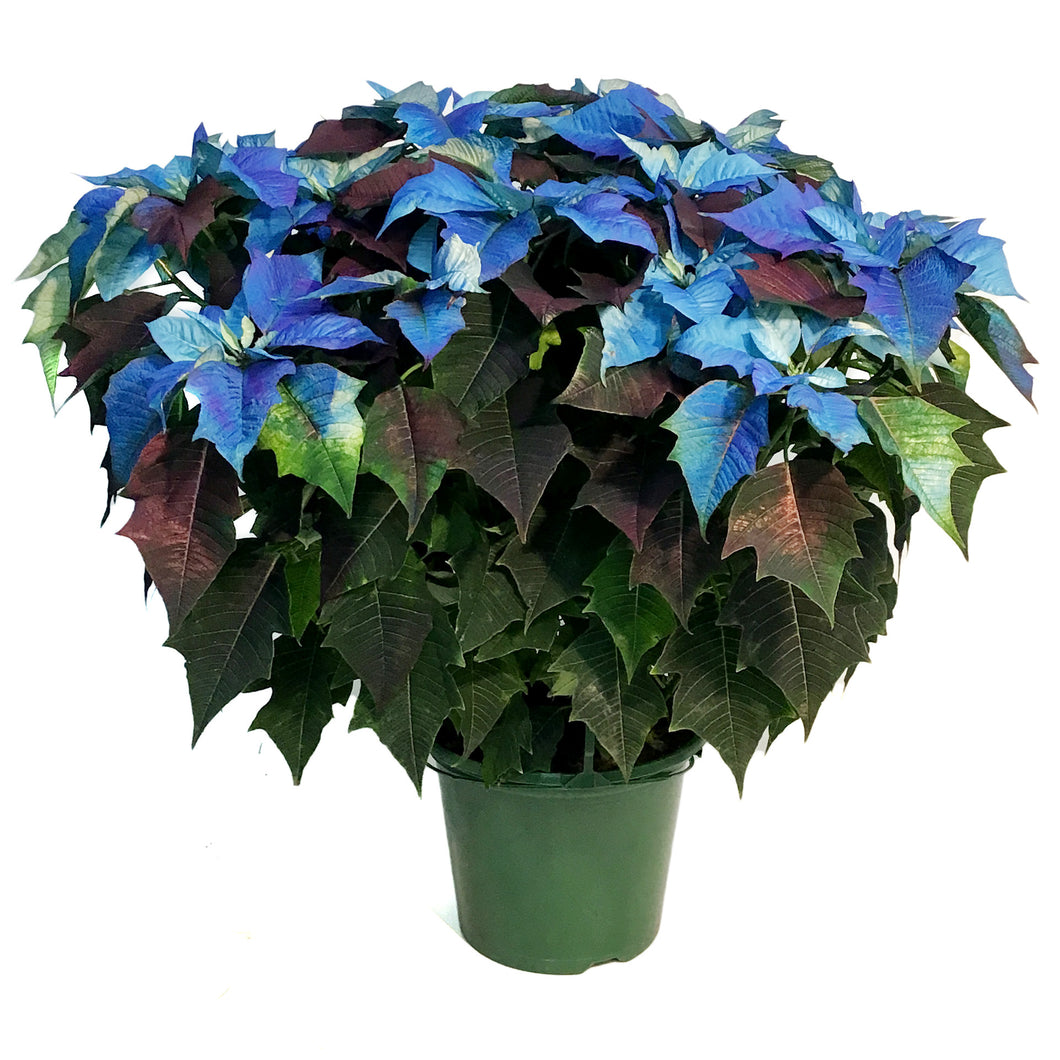 Poinsettia, 10in, Blue