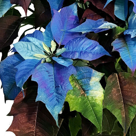 Poinsettia, 10in, Blue