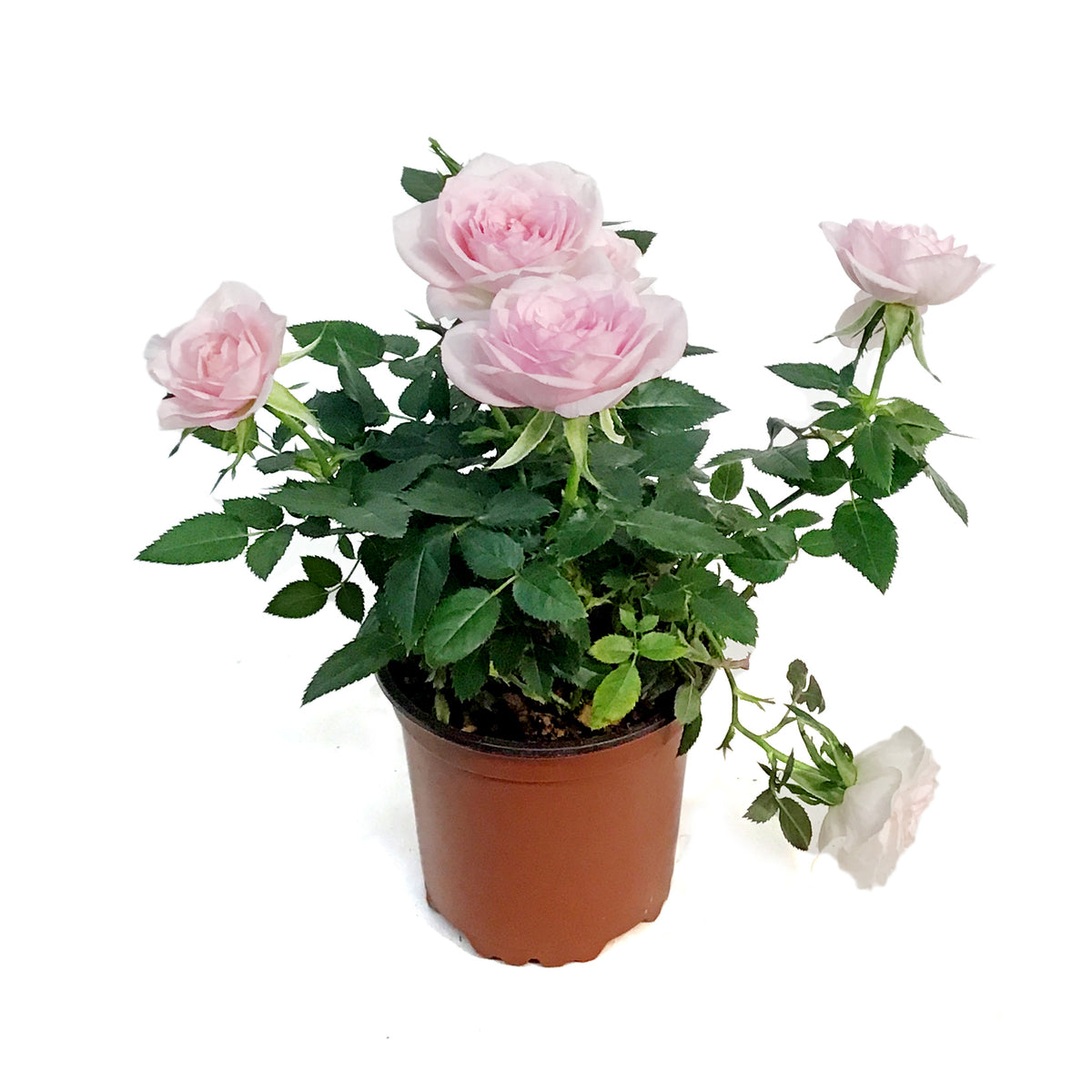 4in Valentines Planter Rosaroma