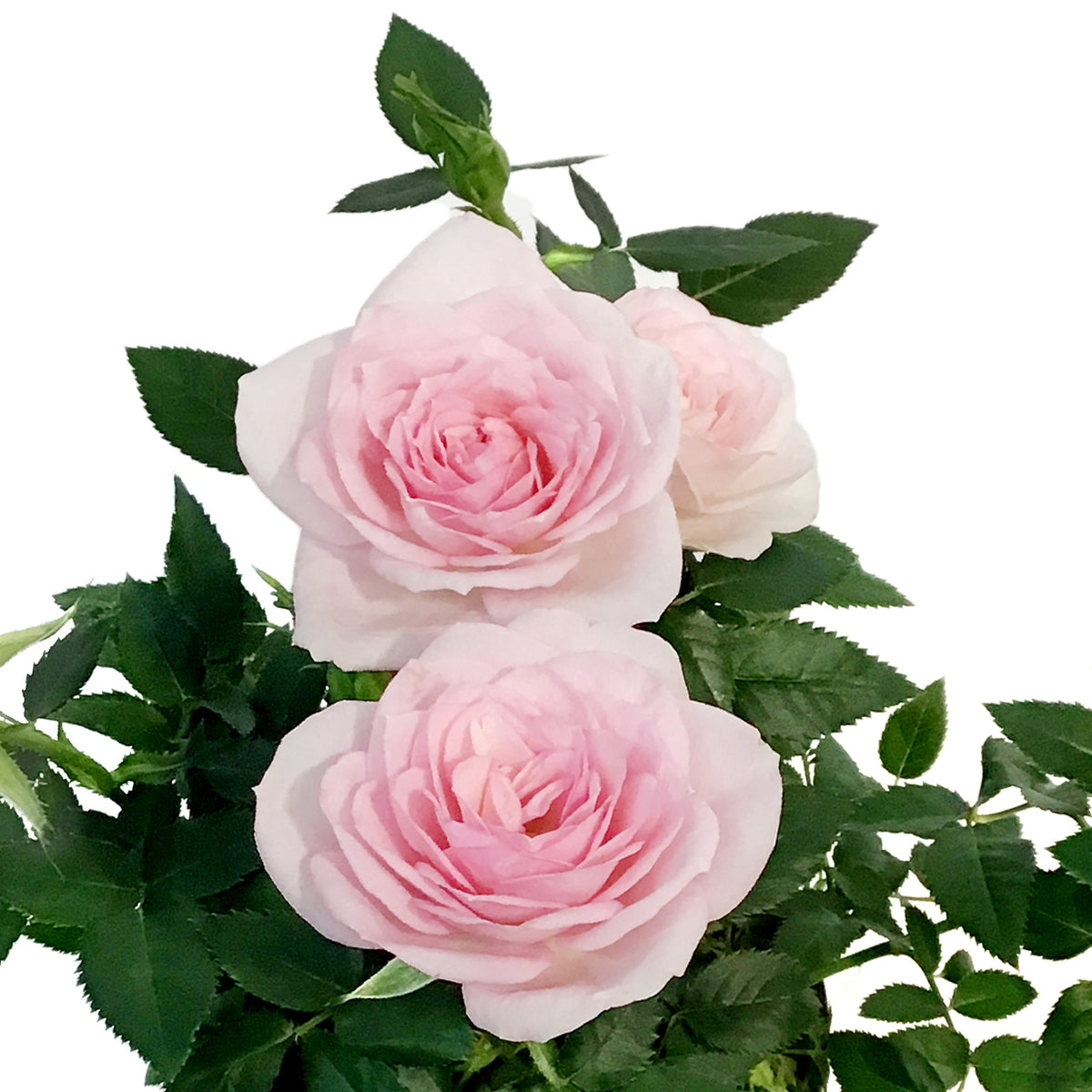 4in Valentines Planter Rosaroma