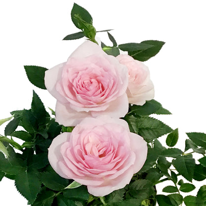 4in Valentines Planter Rosaroma