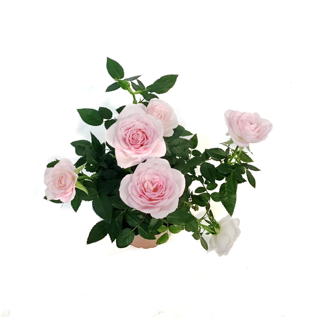 4in Valentines Planter Rosaroma
