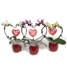 Load image into Gallery viewer, 3in Valentines Planter Heart Orchid
