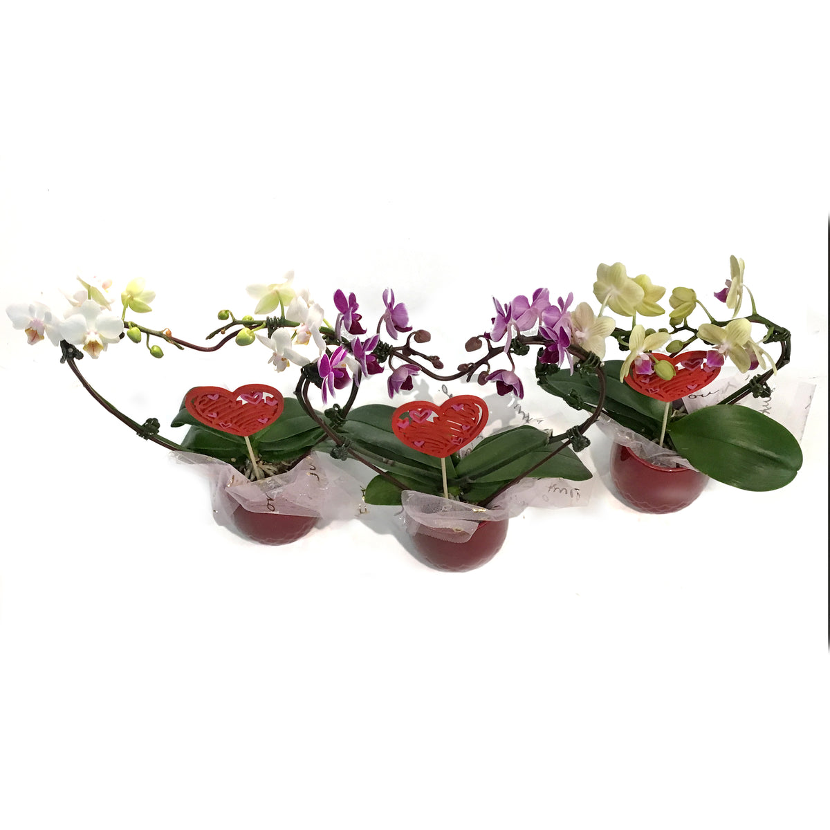 3in Valentines Planter Heart Orchid