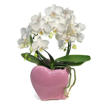 Load image into Gallery viewer, Valentines Planter Candy Infinity Orchid
