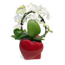 Load image into Gallery viewer, Valentines Planter Candy Infinity Orchid
