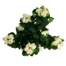 Load image into Gallery viewer, Poinsettia, 6in, Roccostar White
