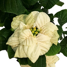 Load image into Gallery viewer, Poinsettia, 6in, Roccostar White
