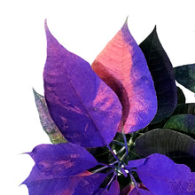 Load image into Gallery viewer, Poinsettia, 6in, Pink &amp; Blue
