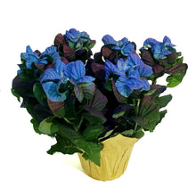 Load image into Gallery viewer, Poinsettia, 6in, Blue Rose

