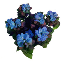 Load image into Gallery viewer, Poinsettia, 6in, Blue Rose
