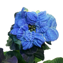 Load image into Gallery viewer, Poinsettia, 6in, Blue Rose
