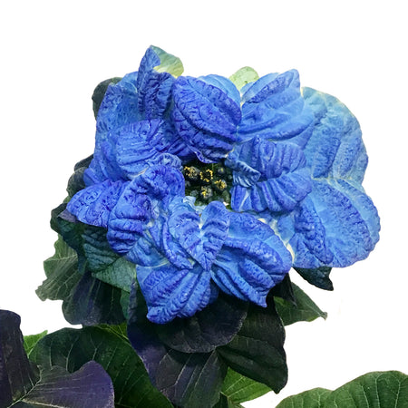 Poinsettia, 6in, Blue Rose