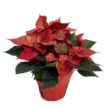 Load image into Gallery viewer, Poinsettia, 6in, Metallic Red

