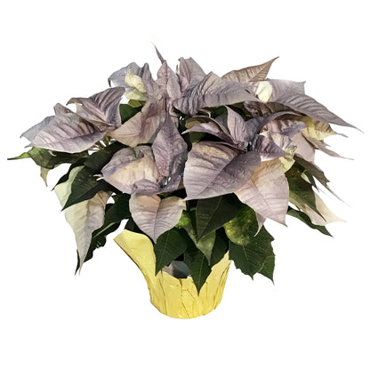 Poinsettia, 6in, Metallic Moonshine