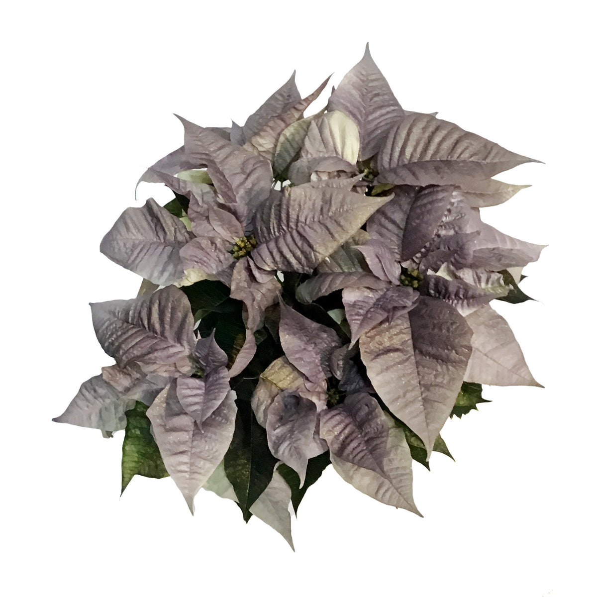 Poinsettia, 6in, Metallic Moonshine