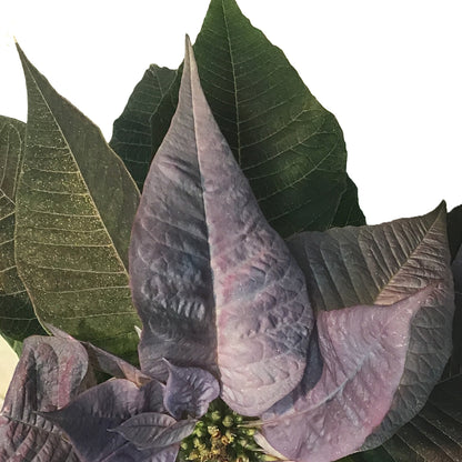 Poinsettia, 6in, Metallic Moonshine