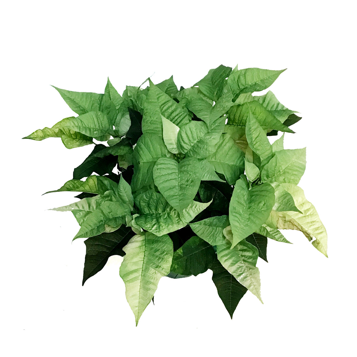 Poinsettia, 6in, Metallic Mint