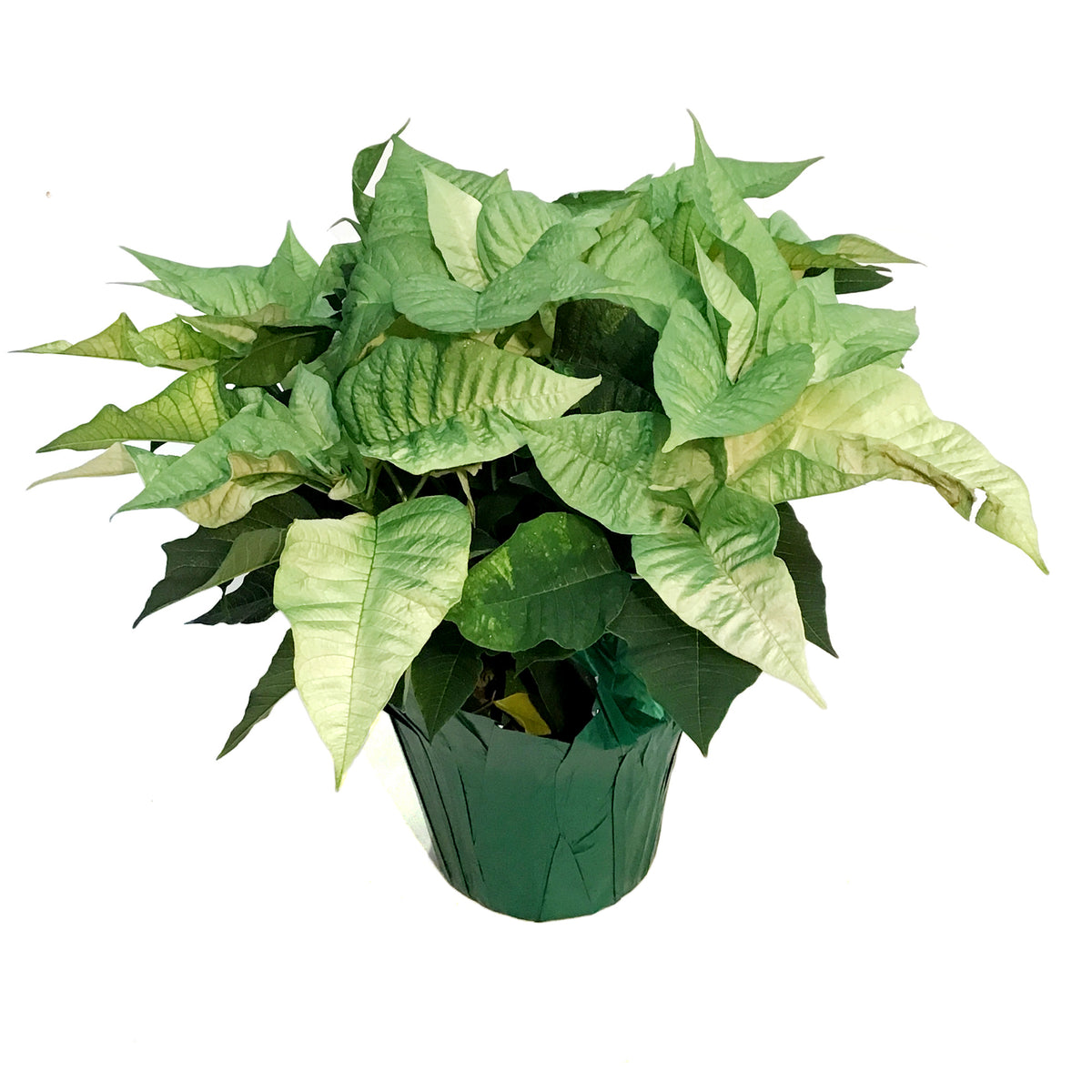 Poinsettia, 6in, Metallic Mint