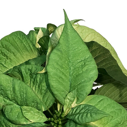 Poinsettia, 6in, Metallic Mint