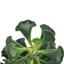Load image into Gallery viewer, Succulent, 2.5in, Adromischus

