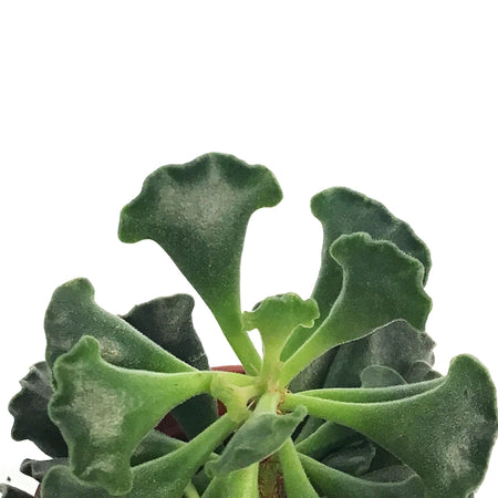 Succulent, 2.5in, Adromischus