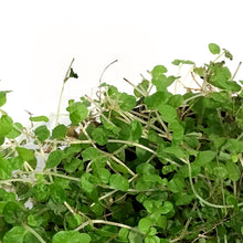 Load image into Gallery viewer, Pilea, 3.5in, Baby Tears
