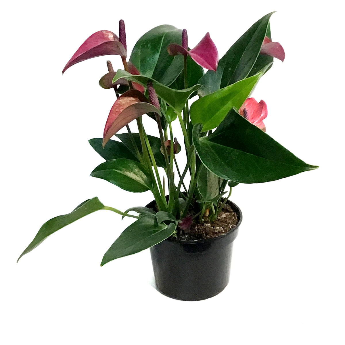 Anthurium, 4in, Cirano Purple