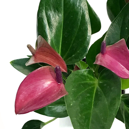 Anthurium, 4in, Cirano Purple