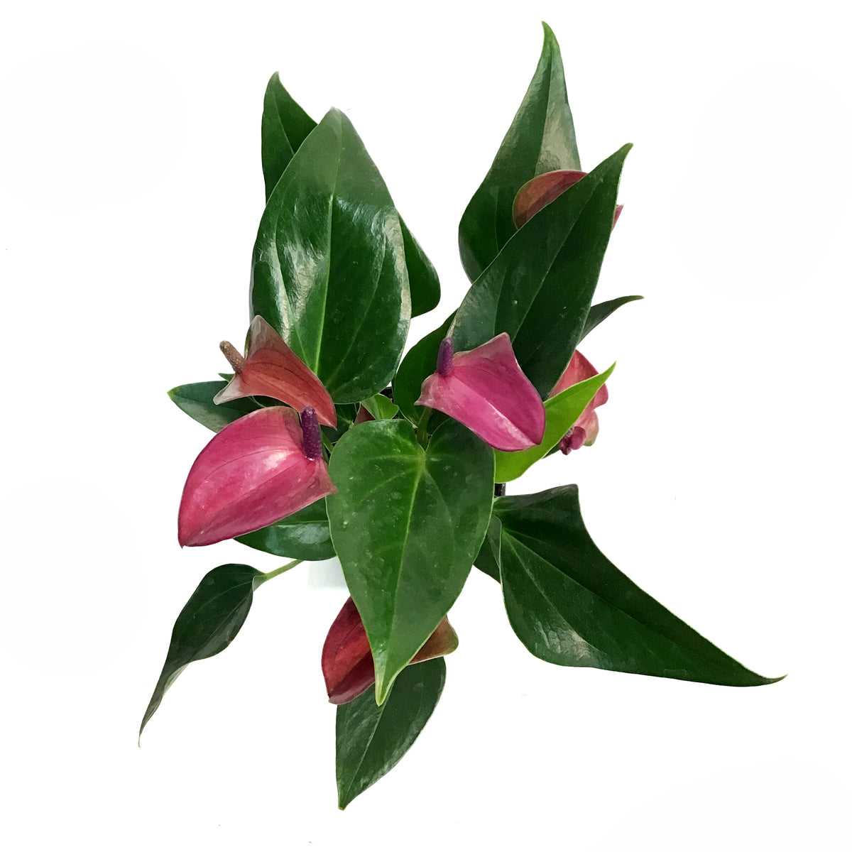 Anthurium, 4in, Cirano Purple