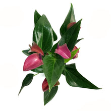 Load image into Gallery viewer, Anthurium, 4in, Cirano Purple
