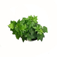 Load image into Gallery viewer, Ivy, 3.5in, Assorted
