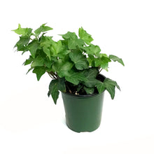 Load image into Gallery viewer, Ivy, 3.5in, Assorted
