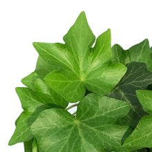 Load image into Gallery viewer, Ivy, 3.5in, Assorted
