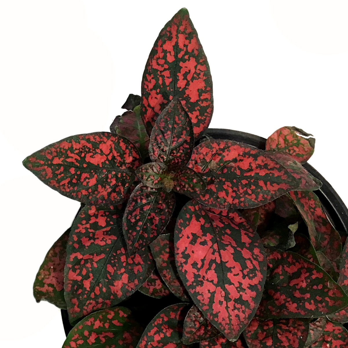 Hypoestes, 3.5in, Polka Dot Plant, Assorted