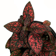 Load image into Gallery viewer, Hypoestes, 3.5in, Polka Dot Plant, Assorted
