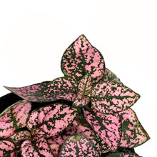Load image into Gallery viewer, Hypoestes, 3.5in, Polka Dot Plant, Assorted
