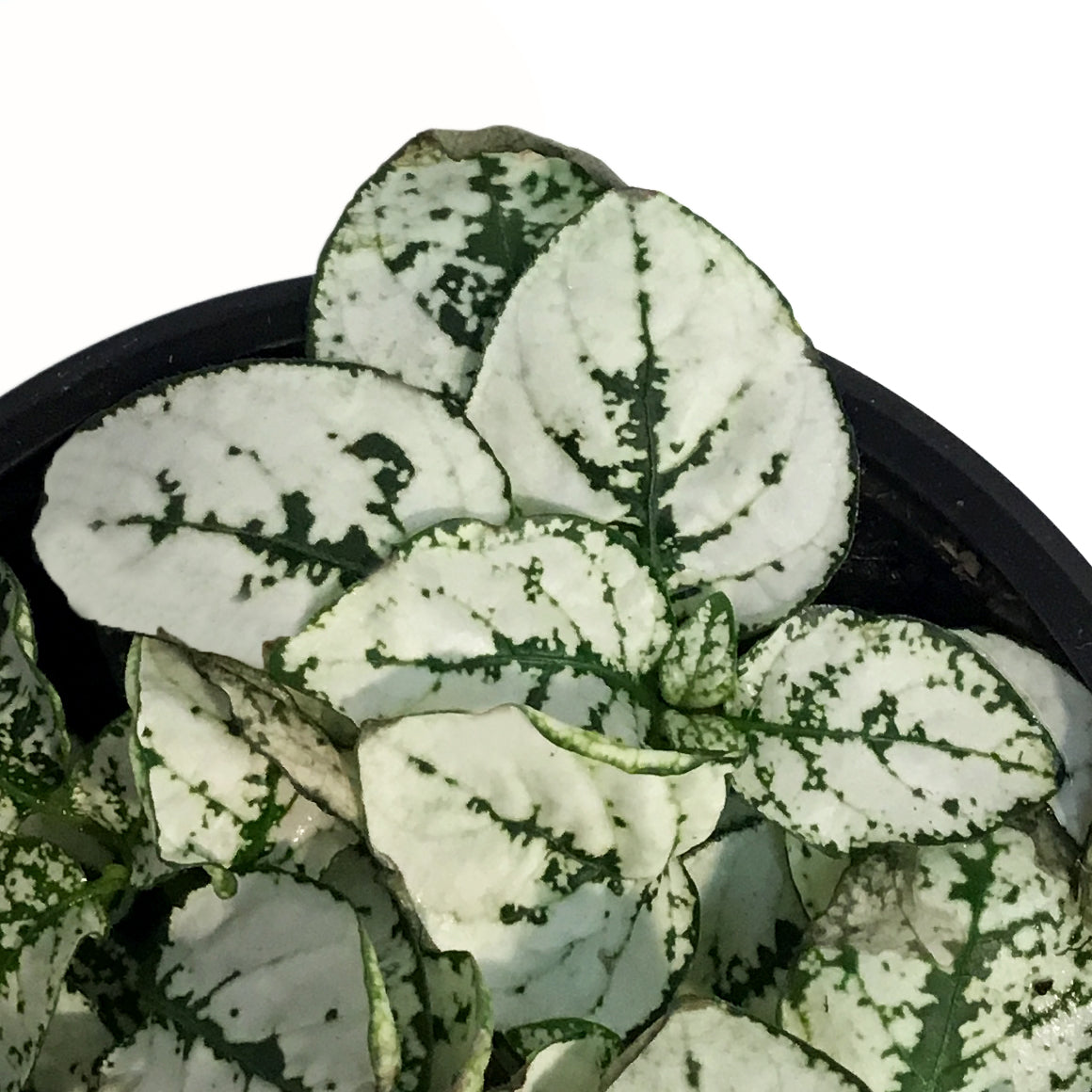 Hypoestes, 3.5in, Polka Dot Plant, Assorted
