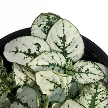 Load image into Gallery viewer, Hypoestes, 3.5in, Polka Dot Plant, Assorted
