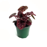 Peperomia, 4in, Caperata Red Luna