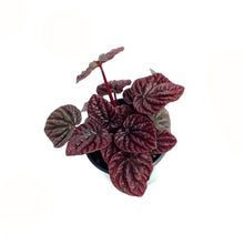 Load image into Gallery viewer, Peperomia, 4in, Caperata Red Luna
