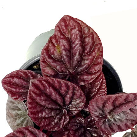 Peperomia, 4in, Caperata Red Luna