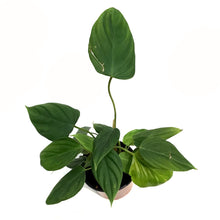 Load image into Gallery viewer, Philodendron, 4in, Fuzzy Petiole
