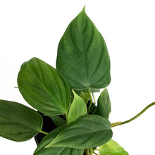 Load image into Gallery viewer, Philodendron, 4in, Fuzzy Petiole
