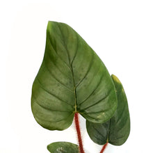 Load image into Gallery viewer, Philodendron, 4in, Serpens

